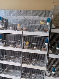 Ultima coppia di malinois