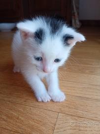 gattini tenerissimi