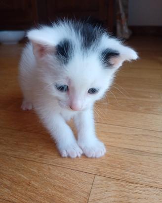 gattini tenerissimi