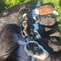 Border Collie cuccioli