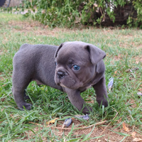 Bulldog francesi