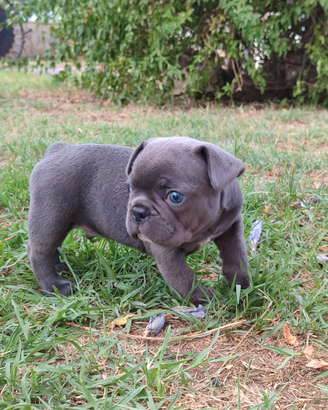 Bulldog francesi