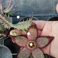 talea stapelia 