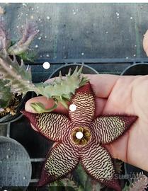 talea stapelia 