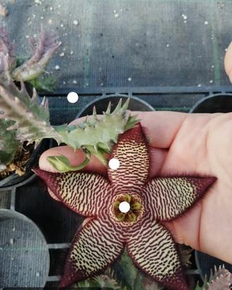 talea stapelia 