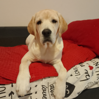 Cucciola di 8 mesi Labrador con tutti i vaccini,sv