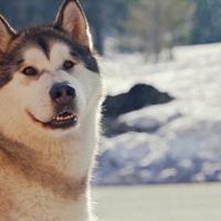 Alaskan Malamute