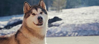 Alaskan Malamute