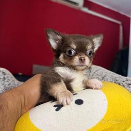 chihuahua 