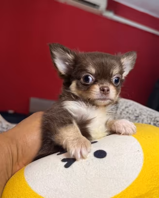 chihuahua 
