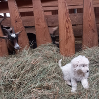 Vendita cuccioli puro maremmano