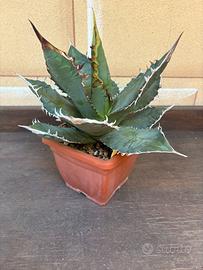 Agave Titanota