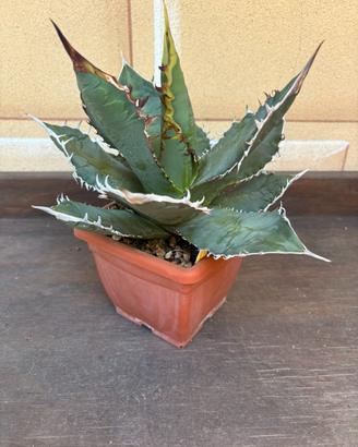 Agave Titanota