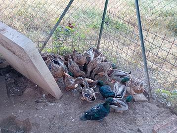 Anatre germanate da richiamo