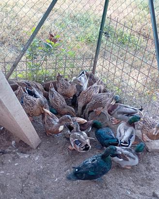 Anatre germanate da richiamo