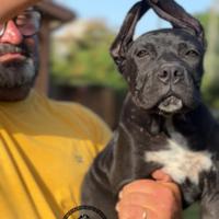Cucciole femmine cane corso