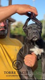 Cucciole femmine cane corso