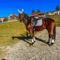 Cavallo da cross country