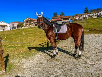 Cavallo da cross country