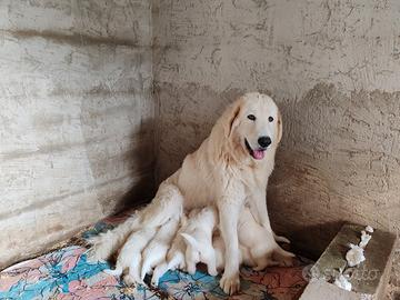 Cuccioli di Pastore Abruzzese Maremmano