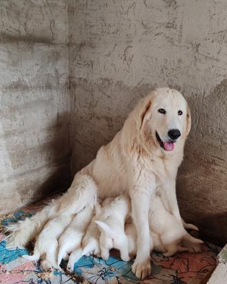 Cuccioli di Pastore Abruzzese Maremmano