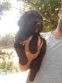 Cane d'acqua spagnolo