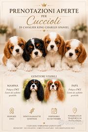 Cuccioli cavalier king charles spaniel