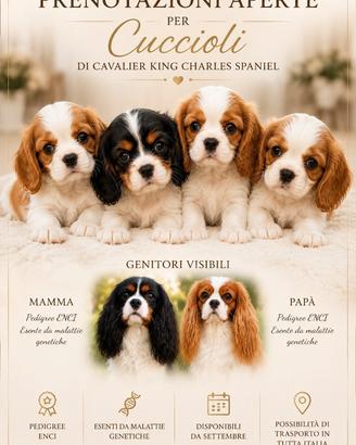 Cuccioli cavalier king charles spaniel