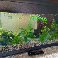 Guppy 1,50 le femmine 2,00 i maschi