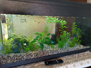 Guppy 1,50 le femmine 2,00 i maschi