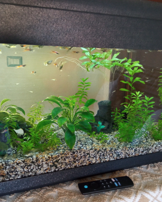 Guppy 1,50 le femmine 2,00 i maschi