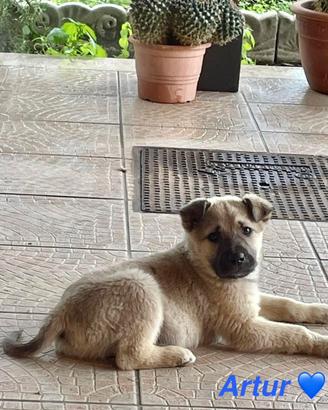 Adotta cucciolo dolce con vaccino