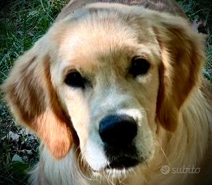 Golden Retriever Cuccioli