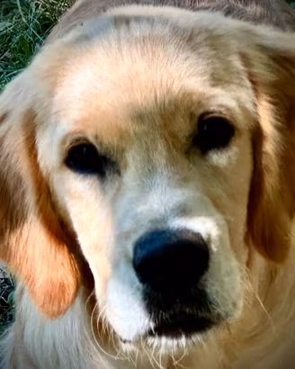 Golden Retriever Cuccioli