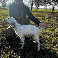 Cucciolo setter inglese