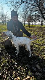Cucciolo setter inglese