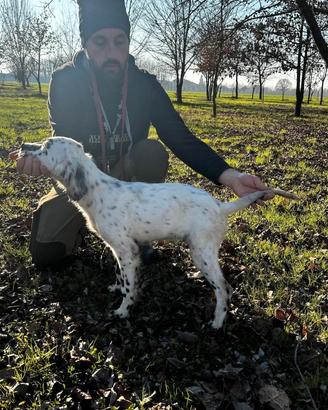 Cucciolo setter inglese