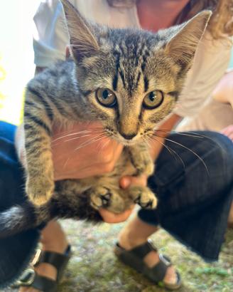 Gattino tigrato maschio