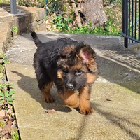 Cuccioli di Pastore Tedesco