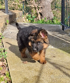 Cuccioli di Pastore Tedesco