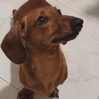 BASSOTTI FULVO 4Kg E ARLECCHINO PEDIGREE X MONTA