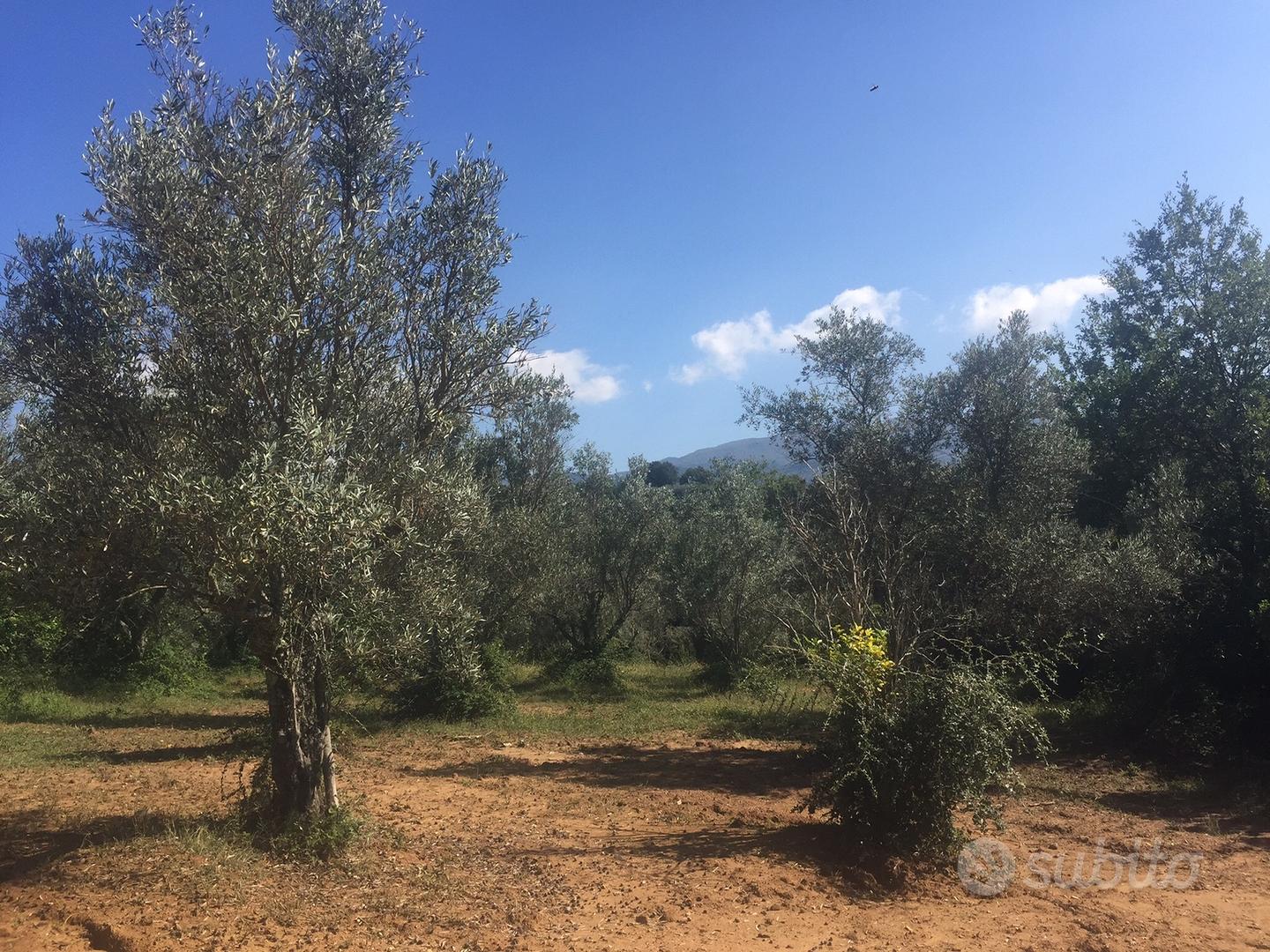 Terreno Agricolo di 10 Ettari Uliveto Sem.e Bosco - Vista 4