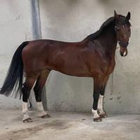 Cavallo kwpn 7500 trattabili