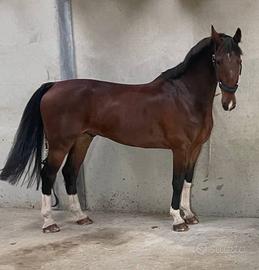 Cavallo kwpn 8000 trattabili