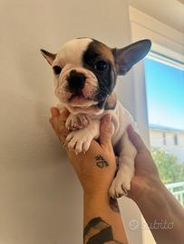 Femmine bulldog Francese