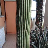 Germogli di pianta grassa.