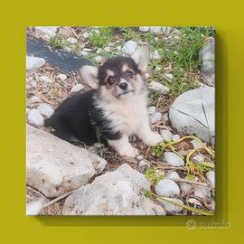 Corgi pembroke