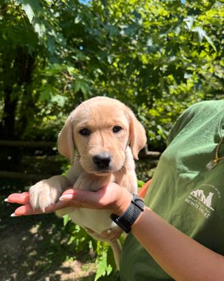 Cuccioli di Labrador Retriever