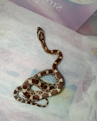 Serpente del grano