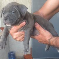 American Bully POCKET